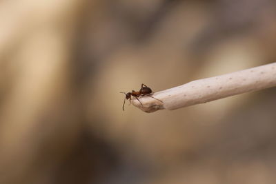 Close-up of bee