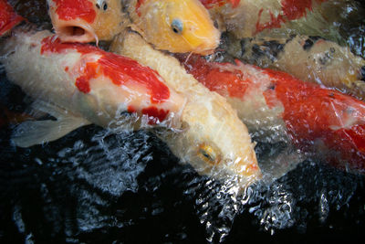 Close-up of fish in water