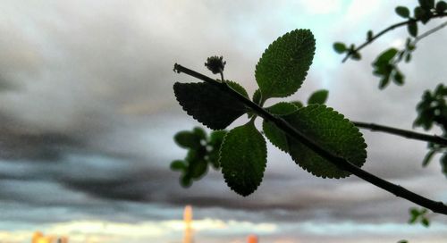Close-up of fresh green plant against sky