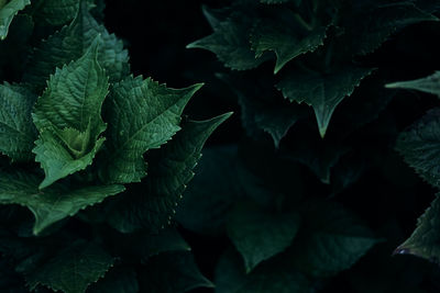 Full frame shot of leaves