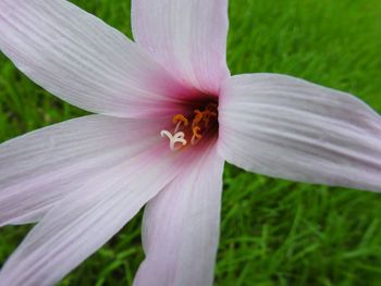 Close-up of insect on white day