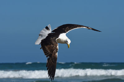 Kelp gull in flight by the sea