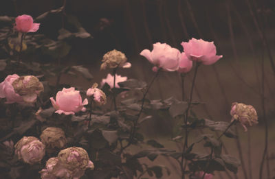 Close-up of pink roses