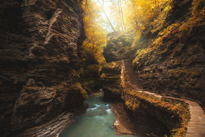 Scenic view of waterfall in forest