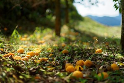 Close-up of mushrooms growing on field