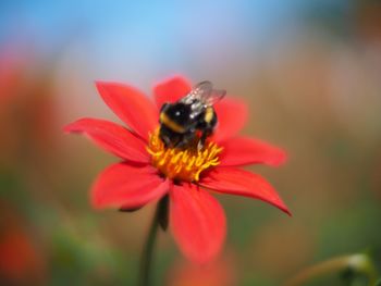 Close-up of honey bee on red flower