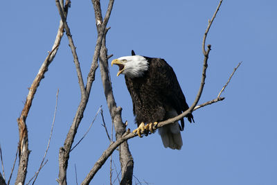 Low angle view of eagle perching on branch against sky