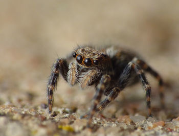 Close-up of spider