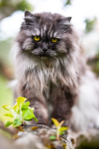 Portrait of cat against plants