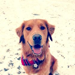 Close-up portrait of dog