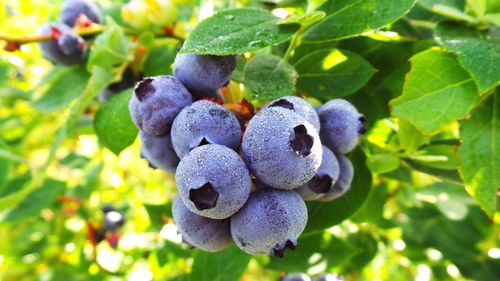 Close-up of grapes growing on plant