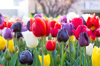 Close-up of tulips blooming outdoors