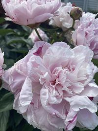 Close-up of pink rose flower