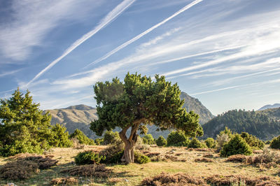 Trees on field against sky