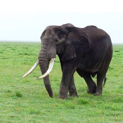 Elephant standing on grassy field at ngorongoro conservation area against clear sky