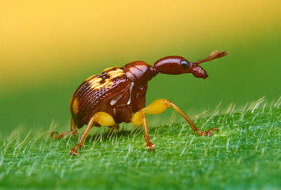 Close-up of insect on grass