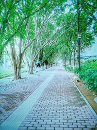 Footpath along trees