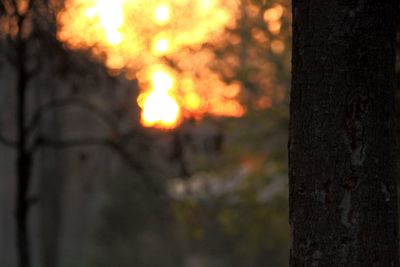 Close-up of tree trunk during sunset