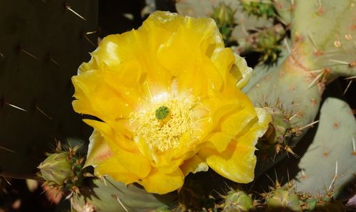 Close-up of wet yellow flower blooming outdoors