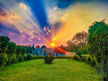 Sun shining through trees on grassy field