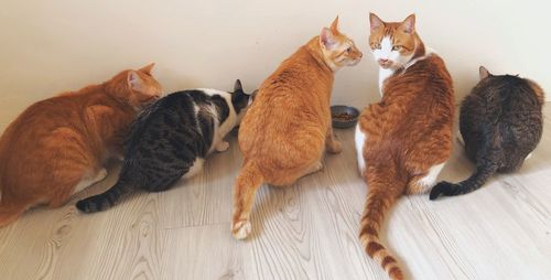 Cats on hardwood floor at home