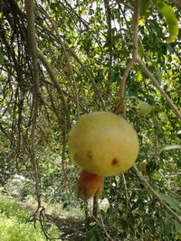 Close-up of apple tree