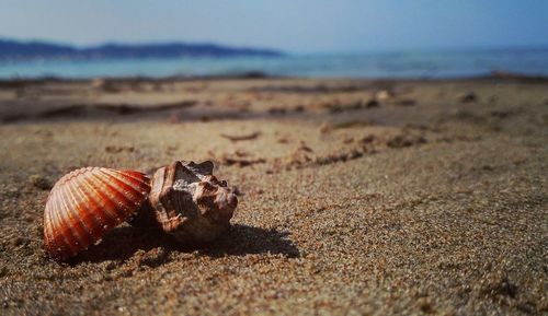 Close-up of crab on sandy beach