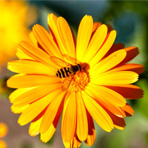 Close-up of insect on yellow flower