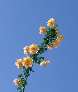 Low angle view of flowering plant against clear blue sky