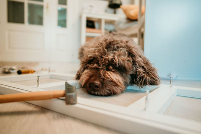 Dog lying on floor at home