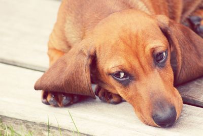 Close-up portrait of a dog