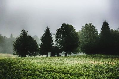 Scenic view of grassy field against sky