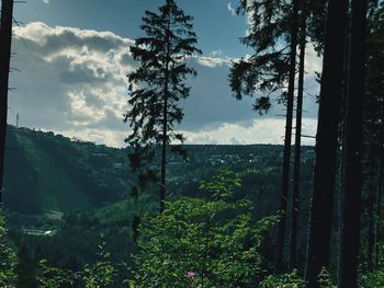 Scenic view of forest against sky