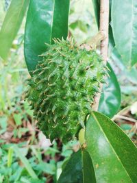 Close-up of fresh green plant