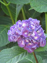 Close-up of purple flower blooming outdoors