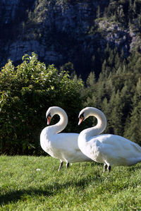 Close-up of swans against trees