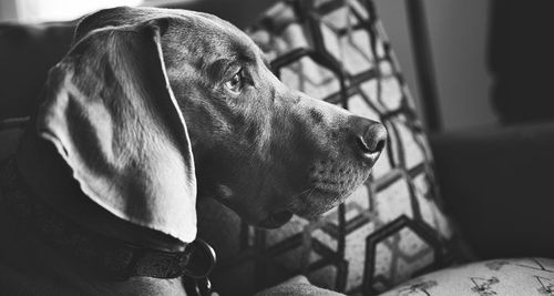 Close-up of dog looking away at home