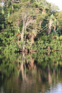 Reflection of trees in lake