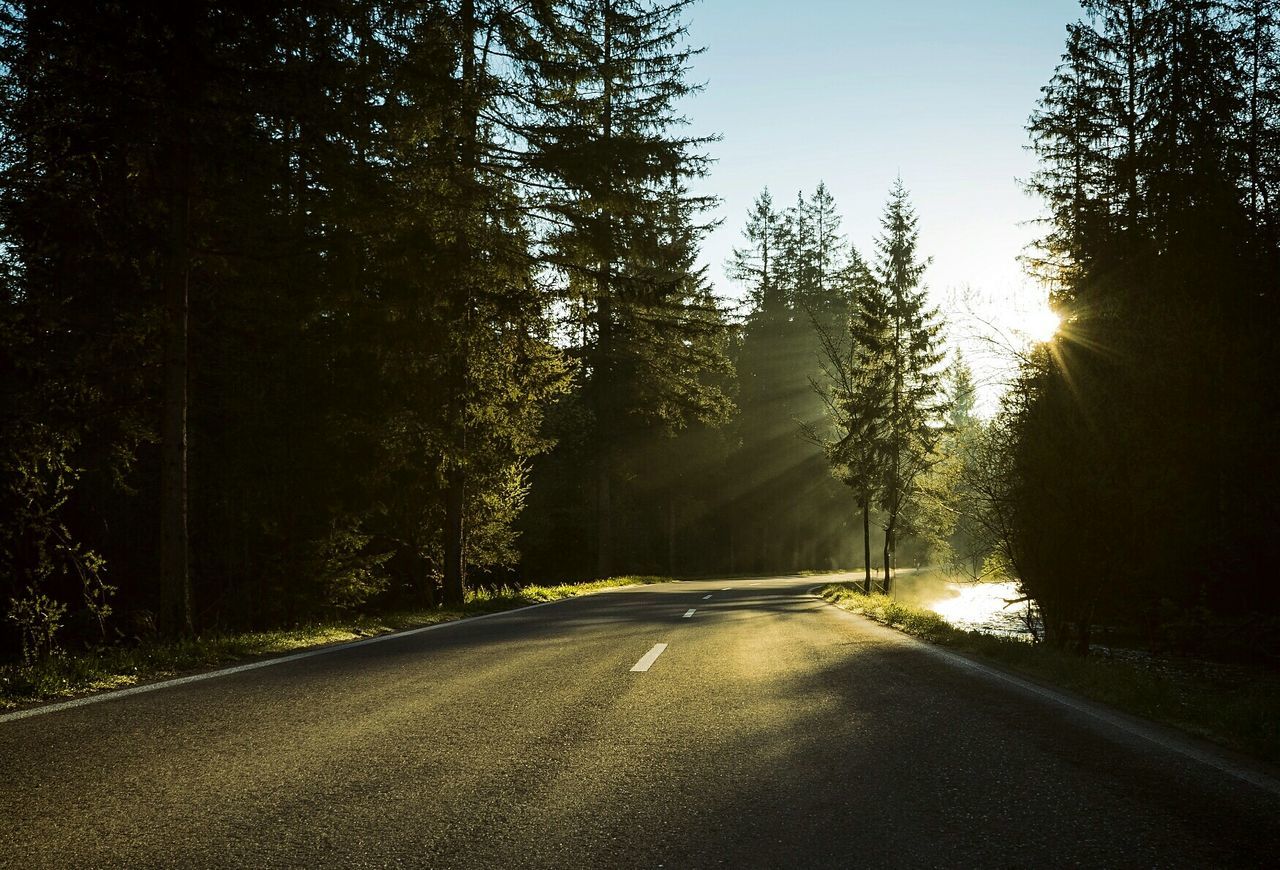 tree, the way forward, sunset, transportation, nature, no people, road, outdoors, forest, beauty in nature, land vehicle, sky, day