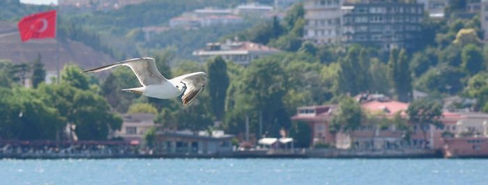 Seagulls flying in a istanbul over bosphorus river
