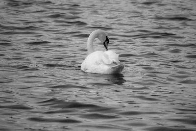 Swan swimming in lake