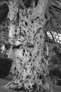 View of tree trunk