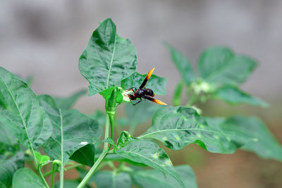 Wasp perching on chili peppers flower