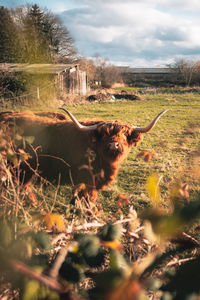 Highland cow on the field