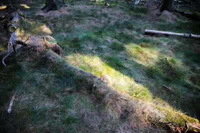 High angle view of trees growing in forest