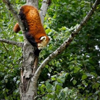 animal themes, one animal, animals in the wild, wildlife, branch, tree, tree trunk, squirrel, focus on foreground, forest, nature, leaf, full length, day, outdoors, perching, close-up, brown, green color, no people