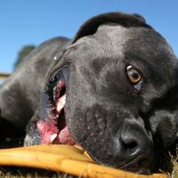 Close-up of a dog