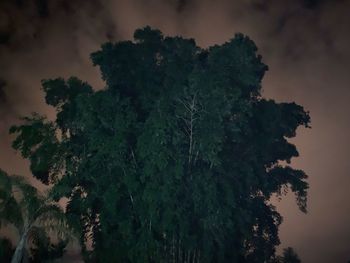 Low angle view of trees against sky