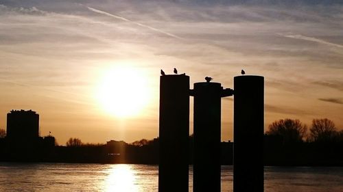 Silhouette of birds in water at sunset