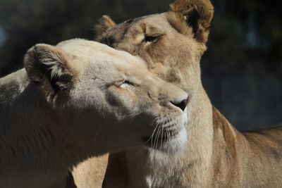 Two young lions in the sun being affectionate with each other